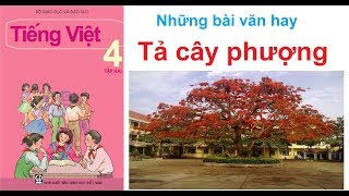 Tả cây phượng  Tập làm văn 4  Tả cây bóng mát [upl. by Hyams]