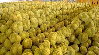 Thai Durian Farm Exports 500000 Tons of Durian to China Every Year  Thai Street Food [upl. by Zevahc]