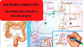 ADMITERE MEDICINASISTEMUL DIGESTIV 4 Absorbtia intestinala si structura si functia intestinul gros [upl. by Griffith]