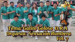 GATITO GOLOSO  ORQ SENSACION RUMBERA INTRO LIVE JOEL SALVADORDVJ EXITOS 2024 [upl. by Mcculloch]