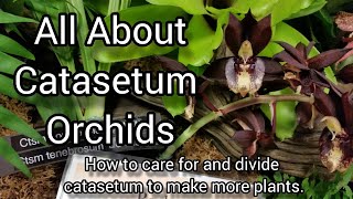 How to Take Care of Catasetum Orchids During their Growing amp Dormant Phase Dividing Repotting [upl. by Evelina]