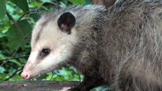 Virginia Opossum  HD MiniDocumentary [upl. by Aihsenek]