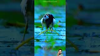 Heartwarming Rescue Mission Saving Pheasant Tailed Jacana Chicks from the Rain viralshorts jungle [upl. by Annayr426]