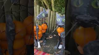 Pumpkin trail  Chester Zoo Halloween 2024 shorts [upl. by Yentuoc]