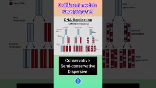 Different Models for DNA Replication Semiconservative DNA replication [upl. by Meryl]