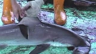 Over 73 Million Sharks Killed Every Year for Fins [upl. by Icnarf]