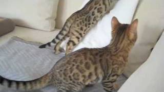 Katzenalarm mit Tammy und Jolly Bengalen 1 Tag zu Hause [upl. by Driscoll]