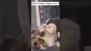 Mike Tyson vs Jake Paul 🥊🥊🥊🥊🥊😸😸😸😸😸boxe cat humor miketyson jakepaul [upl. by Ewer726]