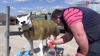 How to prep sheep for the showring [upl. by Asena]