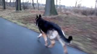 deutscher ostdeutscher Schäferhund Zeusmp4 [upl. by Rein]