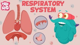 Respiratory System  The Dr Binocs Show  Learn Videos For Kids [upl. by Olotrab]