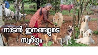 ബന്ധനങ്ങൾ ഇല്ലാത്ത സ്വാതന്ത്ര്യം farming kerala malayalam [upl. by Karisa302]