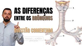 Como diferenciar os BRÔNQUIOS PULMONARES [upl. by Sirroned]