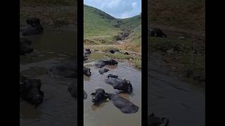 Rajasthani Buffalos taking bath buffalo rajasthan india [upl. by Iatnahs]