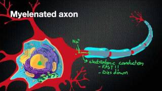 024 Nicodube23 How Myelin Sheaths speed up the Action Potential [upl. by Arait]