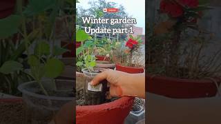 winter garden update part 1 winter lotus PlantbyheartTerraceGardening GardenUp [upl. by Nabalas]