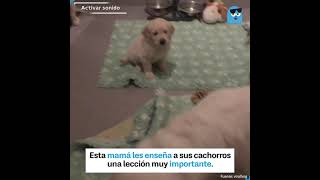 Esta madre sí que sabe como educar a sus cachorros [upl. by Aiset822]