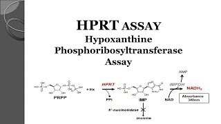 Hypoxanthine Phosphoribosyltransferase Assay HPRT Assay [upl. by Fisch659]