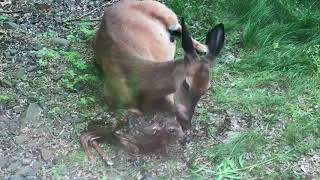 ولادة غزال Birth of a Fawn [upl. by Ragse]