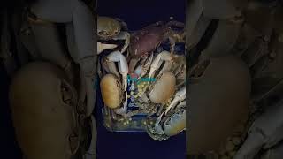 Blue crabs in the cleaning and fattening process Jueyes de Puerto Rico proceso de limpieza y engorde [upl. by Swayne]