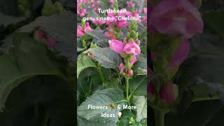 Turtlehead genus name quotChelonequotFlowers 💐 amp More Ideas 💡 [upl. by Cammie]