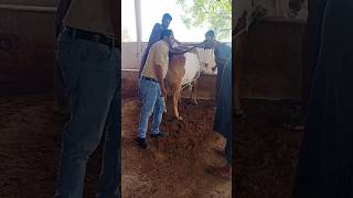 Pregnancy Diagnosis through Rectal Palpation  Pregnant Cow animalshorts youtubeshorts cow [upl. by Mencher]