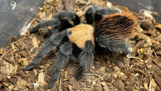 Brachypelma Albiceps Rehousing a stubborn Mexican golden red rump and showing off the three I own [upl. by Katheryn]