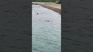 Bullock Island at Lakes Entrance  seals splashing about and playing fishing fish shorts [upl. by Latia]