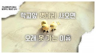 병아리 잘 키우는 법  전남생명과학고등학교 병아리 병아리키우기 동물 백봉오골계 [upl. by Thapa]