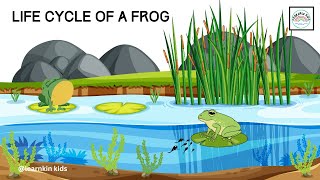 Life Cycle Of A Frog  Frog Life Cycle Explained From Tadpole to Frog LearnKinKids [upl. by Ades304]