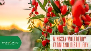 Ningxia Wolfberry Farm and Distillery  Young Living Essential Oils [upl. by Eiggem]