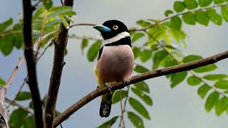 Black amp yellow broadbill bird singing in the forest [upl. by Fates218]