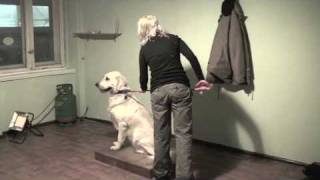 Bono spotkanie 1 i 2  Agresywny Golden Retriever [upl. by Tiertza]