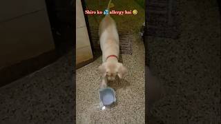 Shiro ko water se allergy hai cute dog doglover funny labrador trending shortsfeed [upl. by Barren]