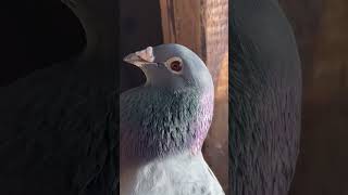 Best racing pigeon by Andreas Drapa  POKERFACE racingpigeon racingpipigeons pigeon andreasdrapa [upl. by Ettennod]