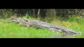 5 Benefits Of Having A TenFoot Alligator In Our Quarter Acre Pond florida samsunggalaxys24ultra [upl. by Madlen]