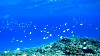 RUMORE del FONDALE MARINO  UNDERWATER SOUND  Suono per addormentarsi in meno di 10 minuti relax [upl. by Aneeuqal]