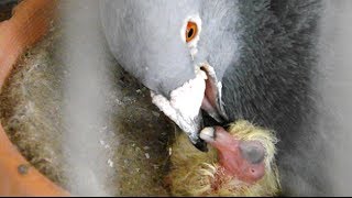 how pigeons feed a newborn pigeon [upl. by Areem873]