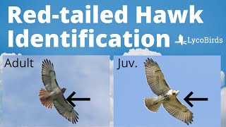 How to Identify a Redtailed Hawk  Raptor Identification [upl. by Ladnar]