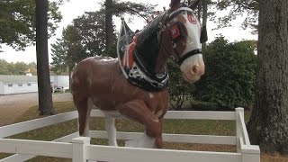 PCN AHT Parade Special Hallamore Clydesdales [upl. by Salhcin95]