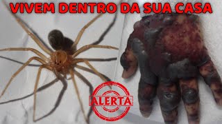 9 ARANHAS QUE VIVEM NA SUA CASA QUAIS SÃO PERIGOSAS [upl. by Anyel775]