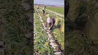 The process of quickly cutting radish stems [upl. by Brathwaite]