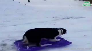 Amazing Dog Sleigh Rides For Rides For Fun Funny Animals Must See Best Christmas Dog Sledding [upl. by Yennep]