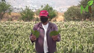 Productores de nopal de Milpa Alta [upl. by Judith]