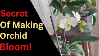 The Secret of Making an Orchid Bloom  100 Effective Phosphorus Fertilizer orchidcare orchid [upl. by Julia]