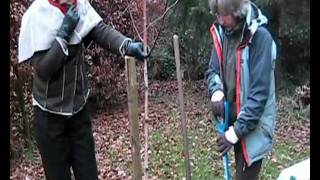 Tree Planting Bareroot Betula pendula quotTristisquot [upl. by Laven]