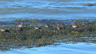 Ruddy Turnstones Arenaria interpres  Zeedijk Margarethapolder Netherlands 27102024 [upl. by Eicnan291]