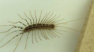 ID  Scutigera coleoptrata  The Deadly House Centipede [upl. by Kovar574]