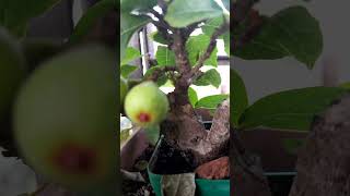 Ficus racemosa fruits nature bonsaifig [upl. by Shanta]