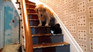 Dog is too afraid to pass cat on stairs [upl. by Cate]